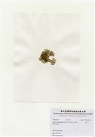藏品(海木耳)的圖片